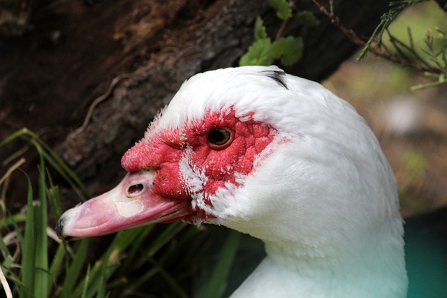 但在競爭激 但在競爭激